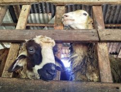 Cerita Peternak Raup Cuan Kembangkan Kambing Etawa di Padang Panjang