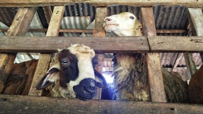 Cerita Peternak Raup Cuan Kembangkan Kambing Etawa di Padang Panjang