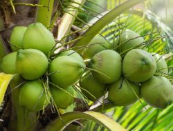 Kelapa Si Buah Seribu Manfaat yang Menghidupi Jutaan Warga Indonesia