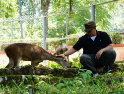 Kota Padang Panjang Hadirkan Daya Tarik Baru dengan Dua Rusa di PDIKM