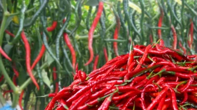 Harga Cabai Merah di Padang Panjang Anjlok 13,64 Persen, Pasokan Melimpah Bikin Warga Lega